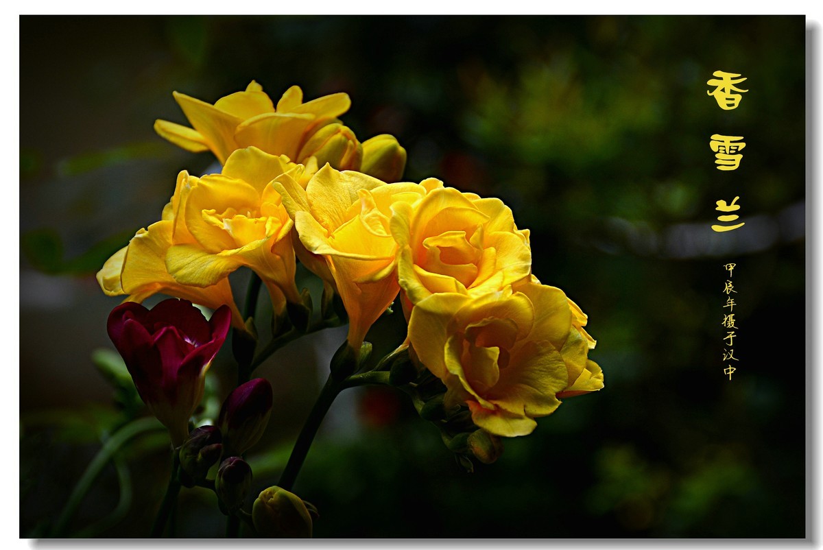 香雪兰（2024183）