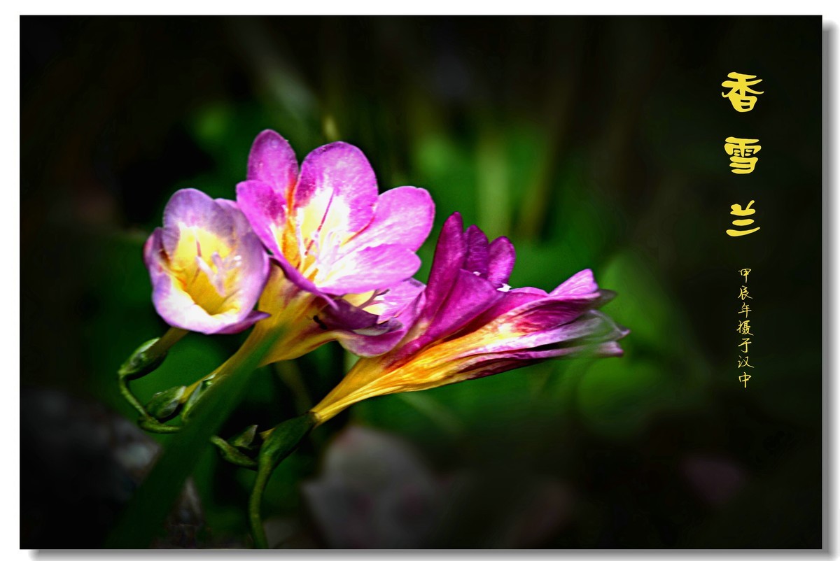 香雪兰（2024183）