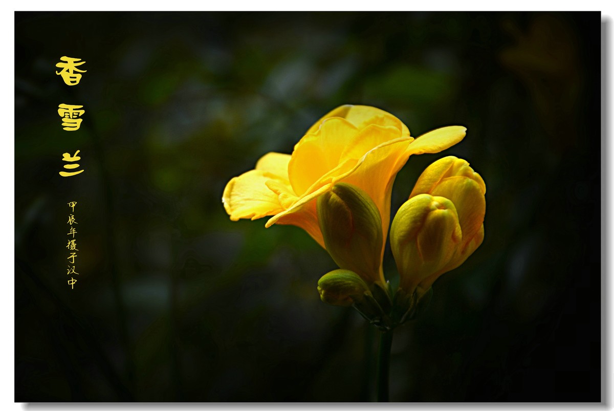 香雪兰（2024183）