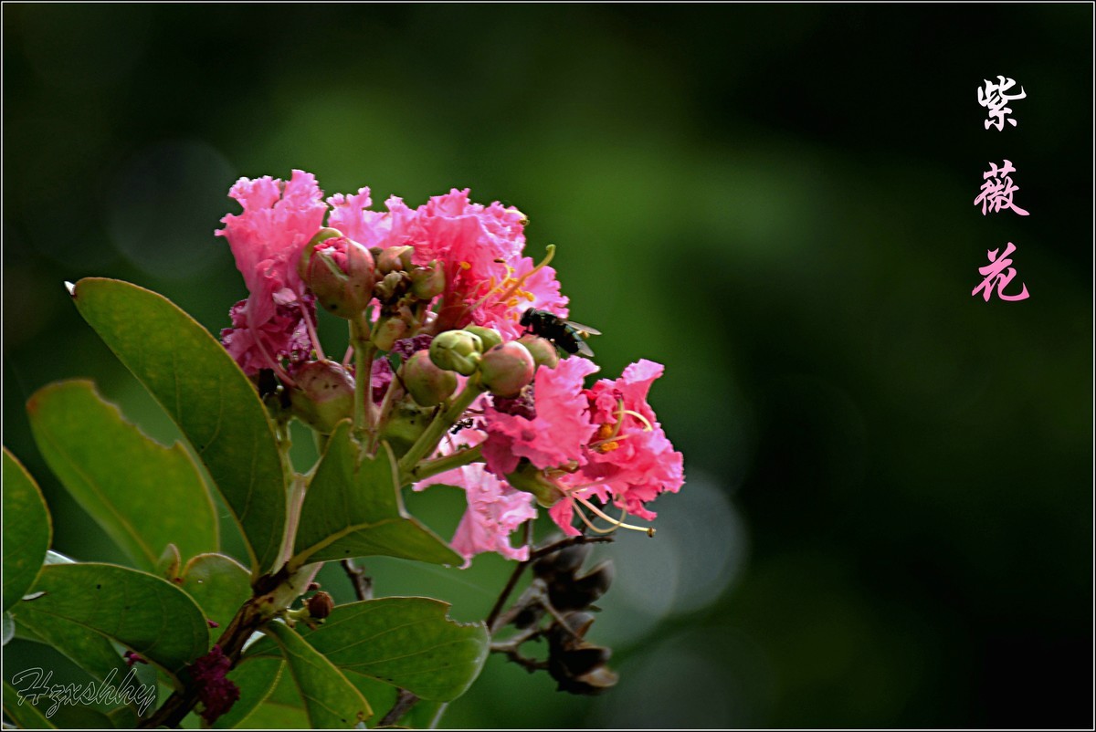 紫薇花（2024256）