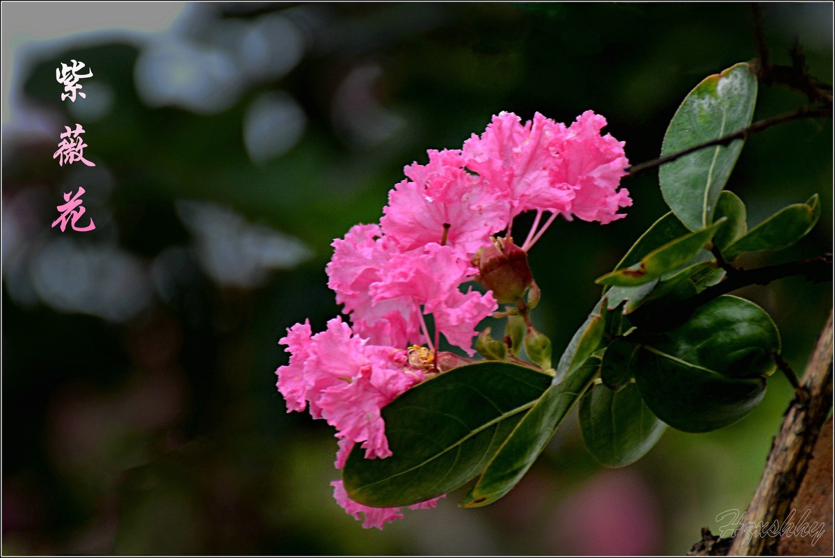 紫薇花（2024256）