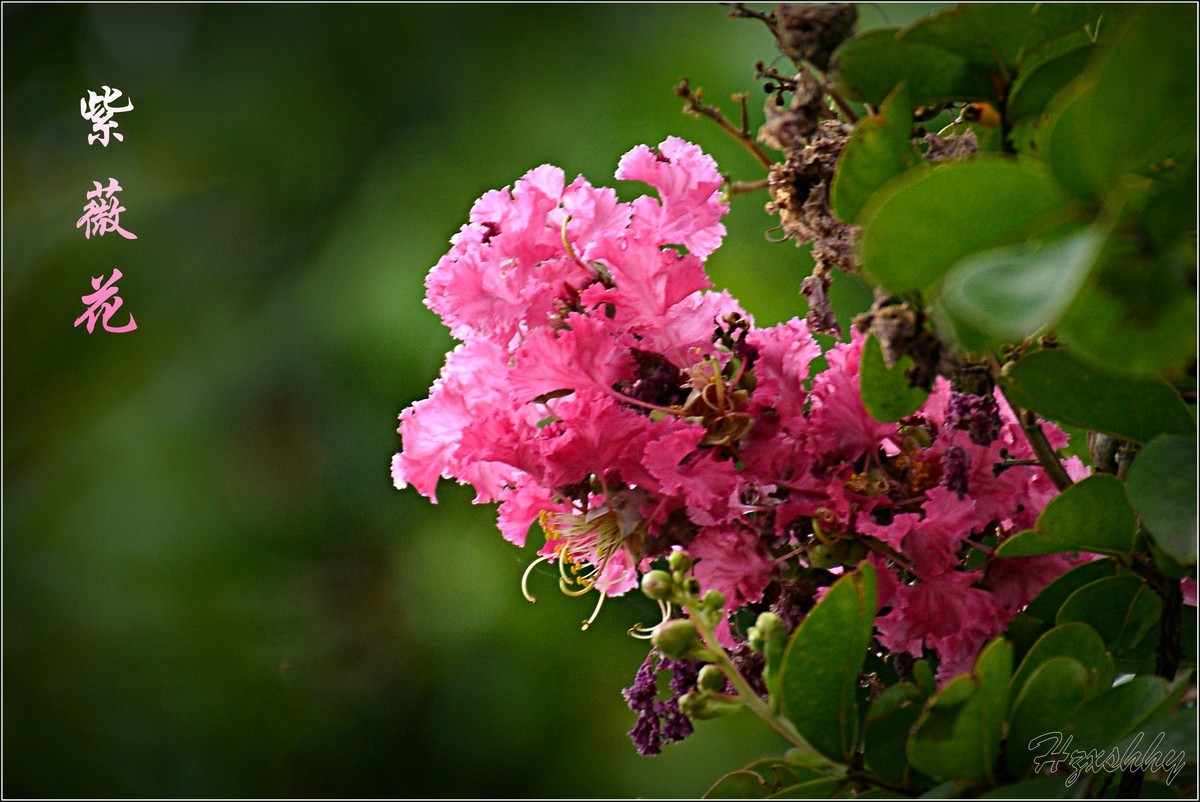 紫薇花（2024256）