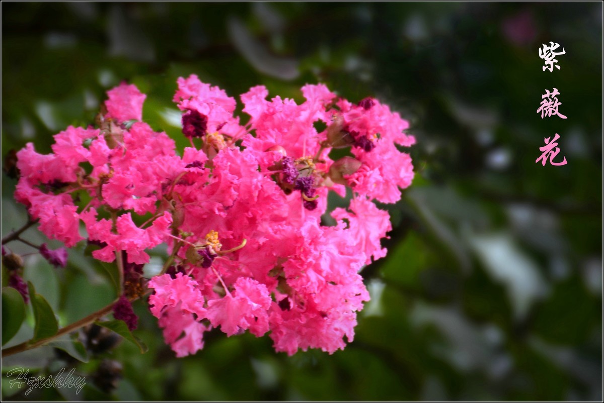 紫薇花（2024256）
