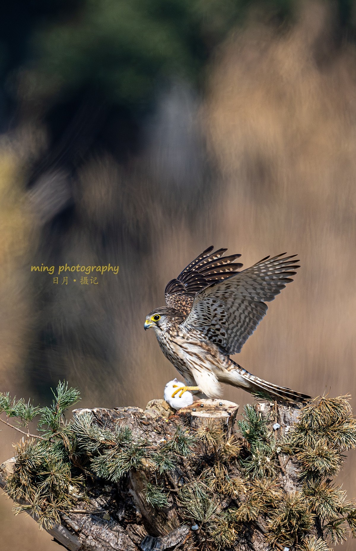 红隼-跟朋友拍摄于苏州