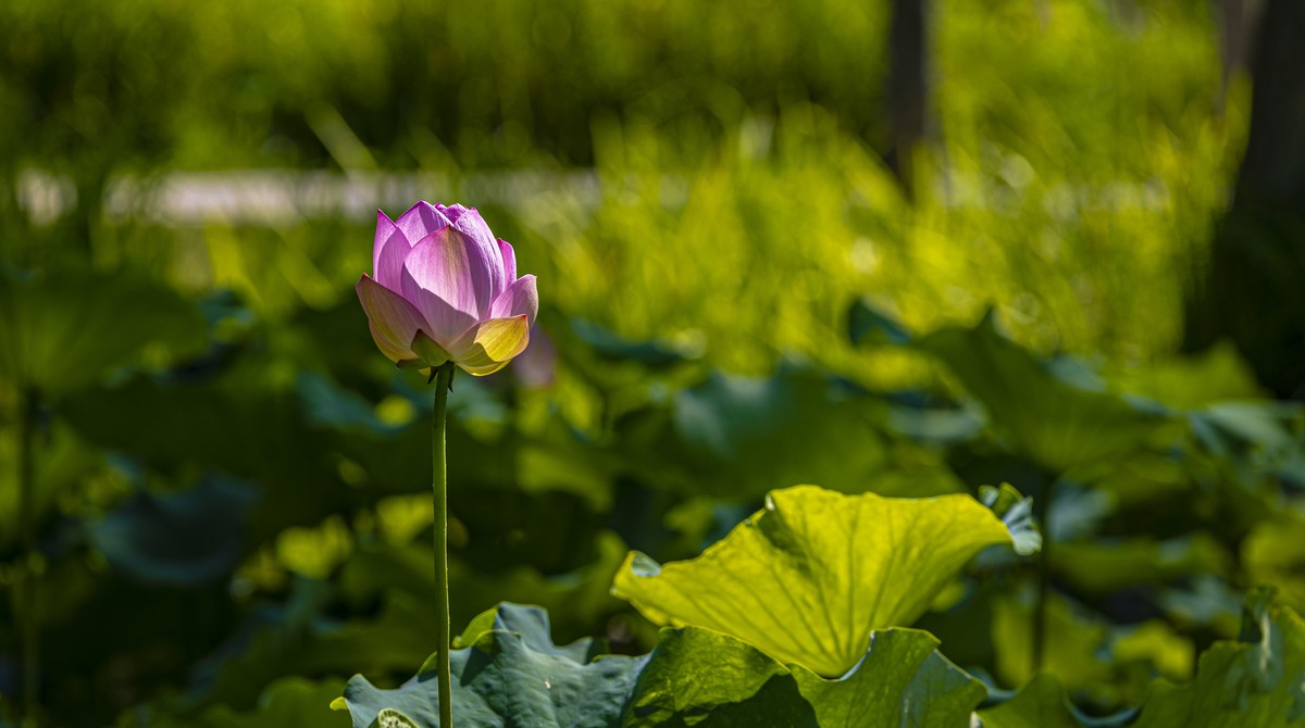 花开莫愁湖