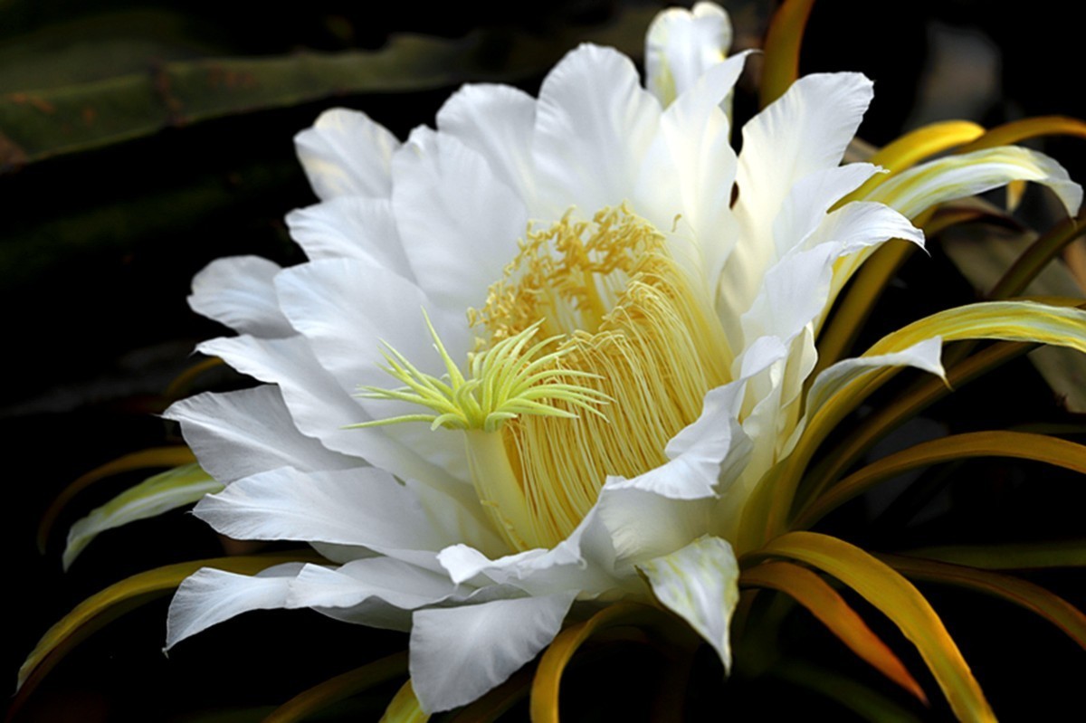 夏日火龙果花朵朵开