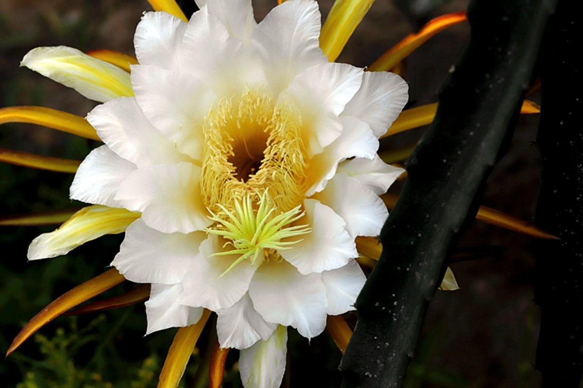 夏日火龙果花朵朵开