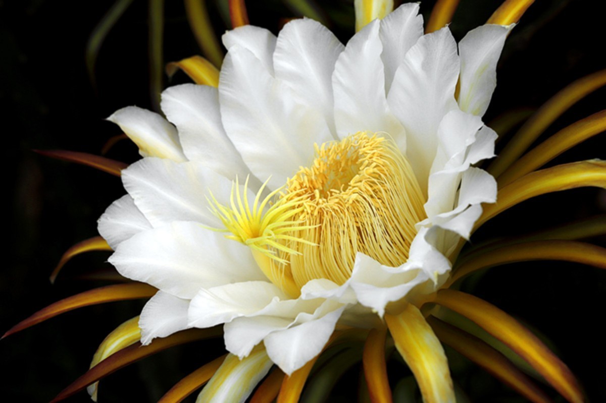 夏日火龙果花朵朵开