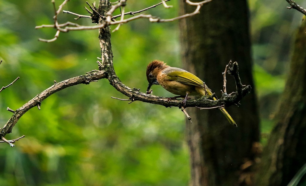 《生态》鸟片抓拍 10