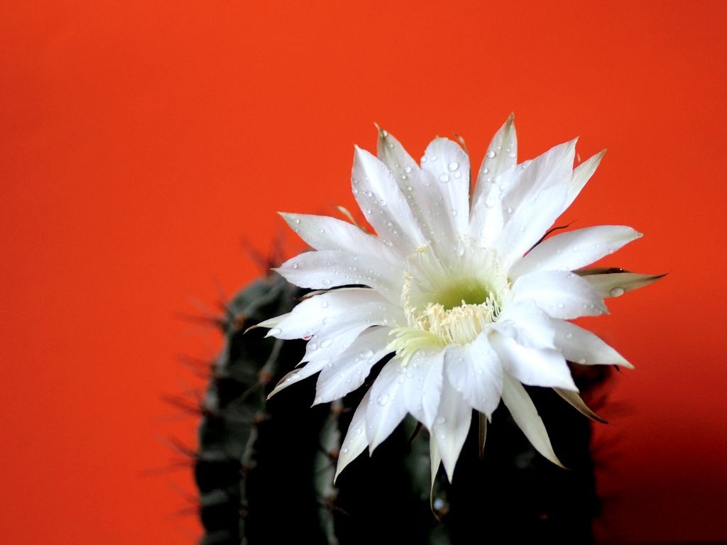 仙人球花=2