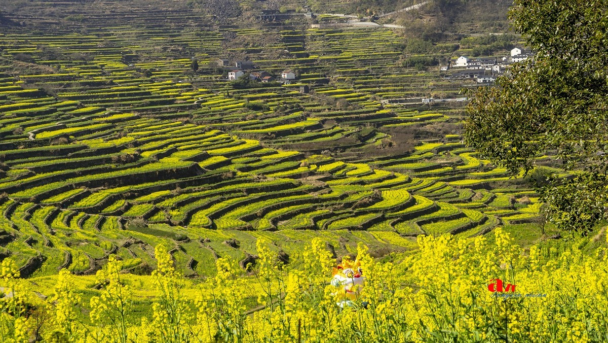 三月下江南——岭南覆卮山油菜花梯田（8）