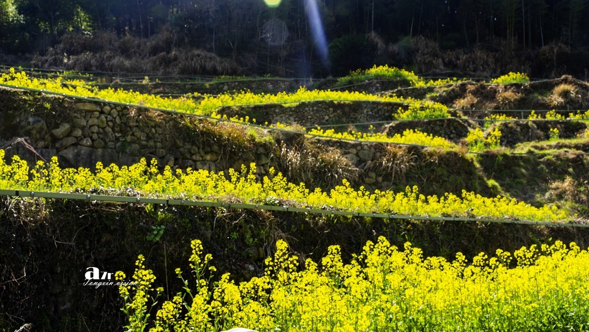 三月下江南——岭南覆卮山油菜花梯田（8）