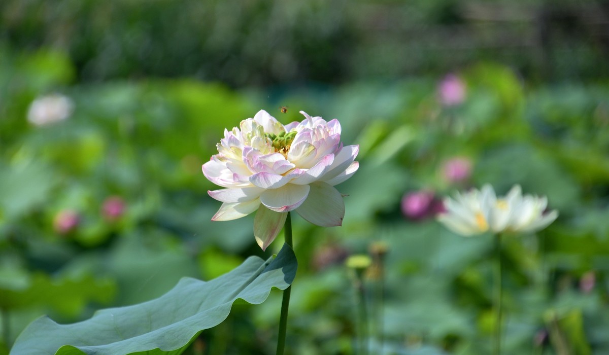 荷