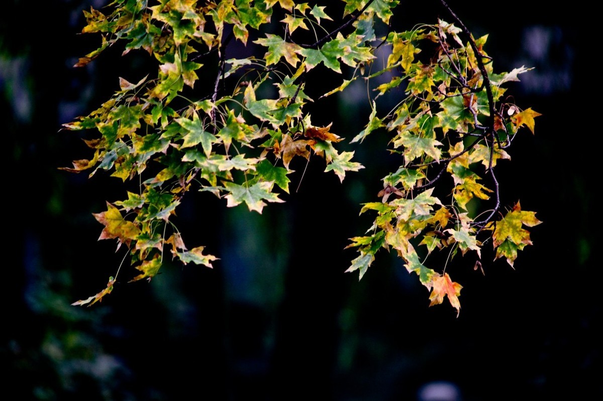 小品——秋叶情 （四）