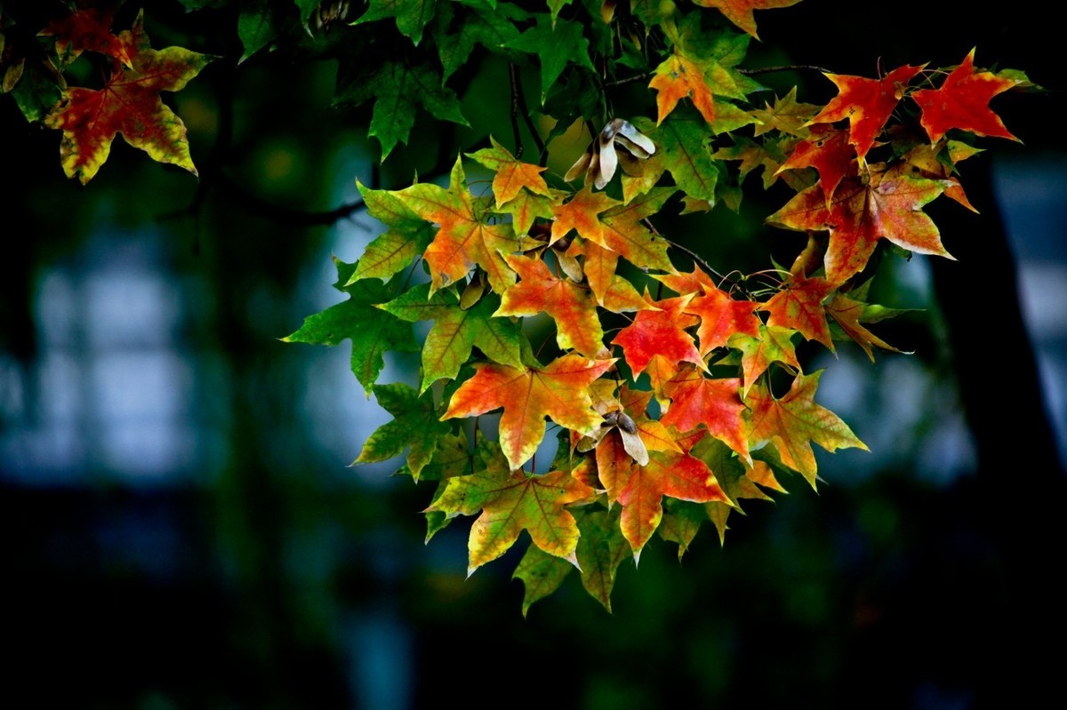 小品——秋叶情 （四）