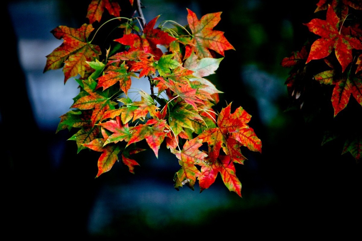 小品——秋叶情 （四）