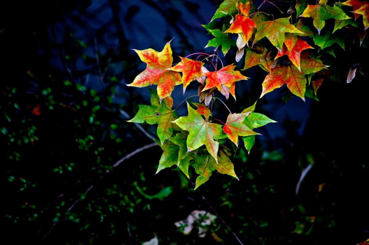 小品——秋叶情 （四）