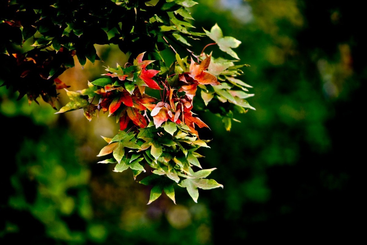 小品——秋叶情 （四）