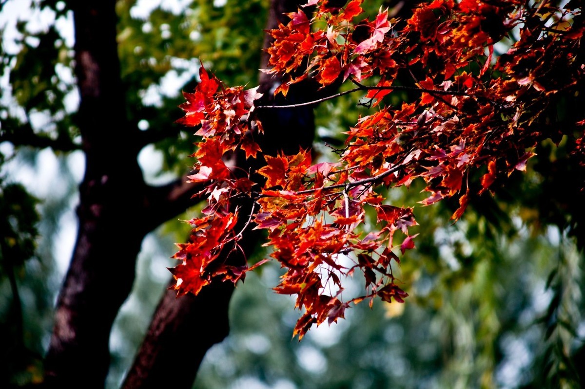 小品——秋叶情 （四）