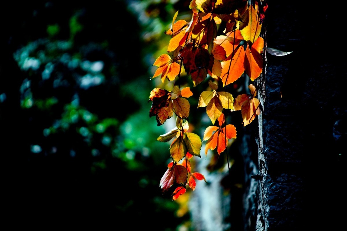 小品——秋叶情 （四）