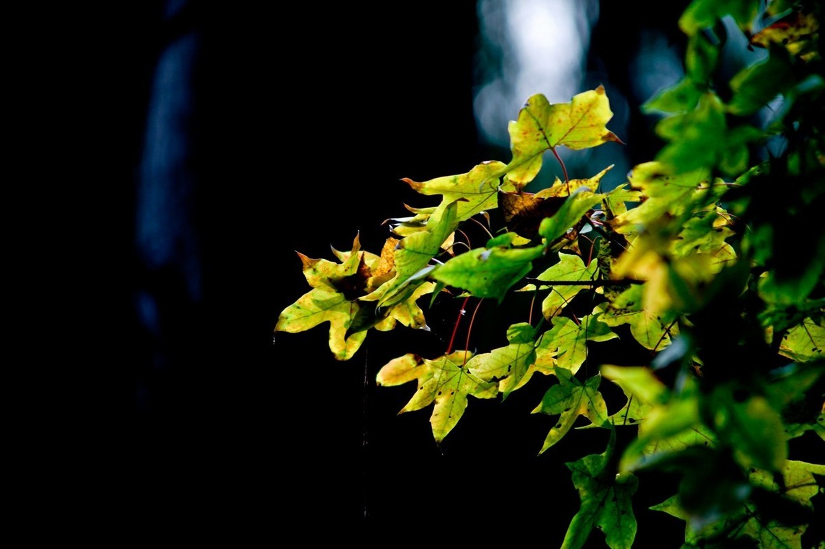 小品——秋叶情 （四）