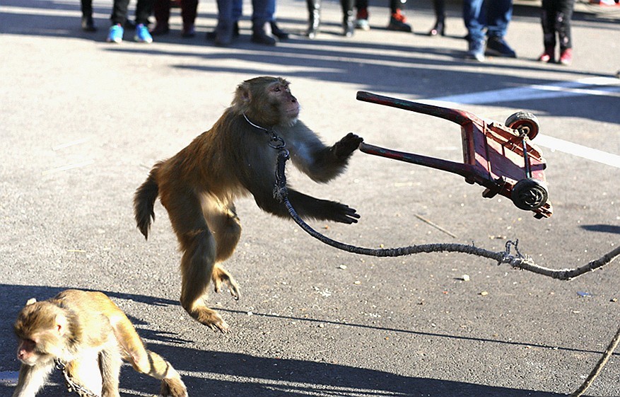 《不老松：纪实摄影》耍猴表演 (3)胆大忘为，敢袭击主人、应得惩罚！