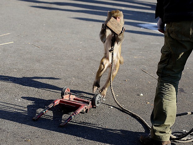 《不老松：纪实摄影》耍猴表演 (3)胆大忘为，敢袭击主人、应得惩罚！