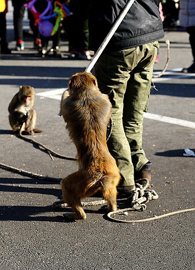 《不老松：纪实摄影》耍猴表演 (3)胆大忘为，敢袭击主人、应得惩罚！