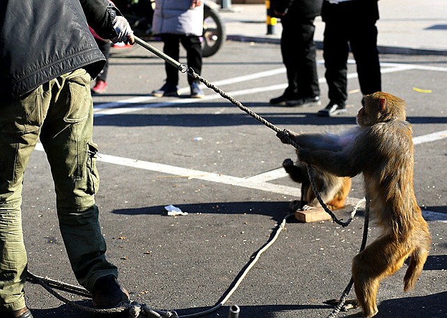 《不老松：纪实摄影》耍猴表演 (3)胆大忘为，敢袭击主人、应得惩罚！