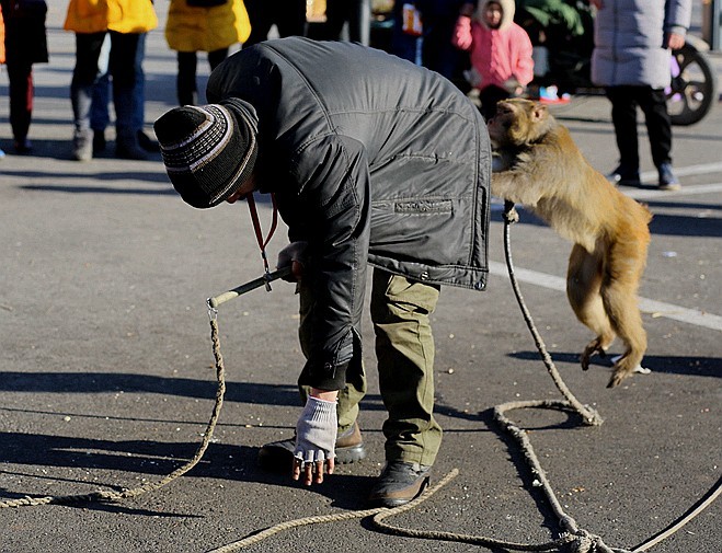 《不老松：纪实摄影》耍猴表演 (3)胆大忘为，敢袭击主人、应得惩罚！