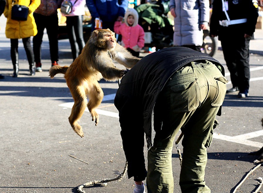 《不老松：纪实摄影》耍猴表演 (3)胆大忘为，敢袭击主人、应得惩罚！