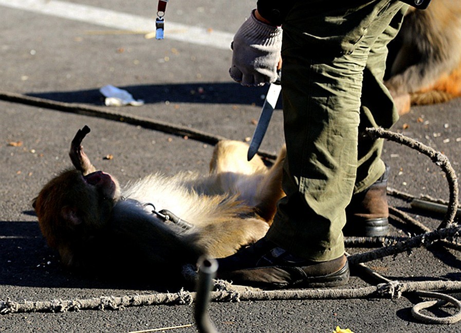 《不老松：纪实摄影》耍猴表演 (3)胆大忘为，敢袭击主人、应得惩罚！