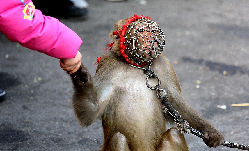 《不老松：纪实摄影》耍猴表演 (1)给钱就握手致谢！不给錢就踢！