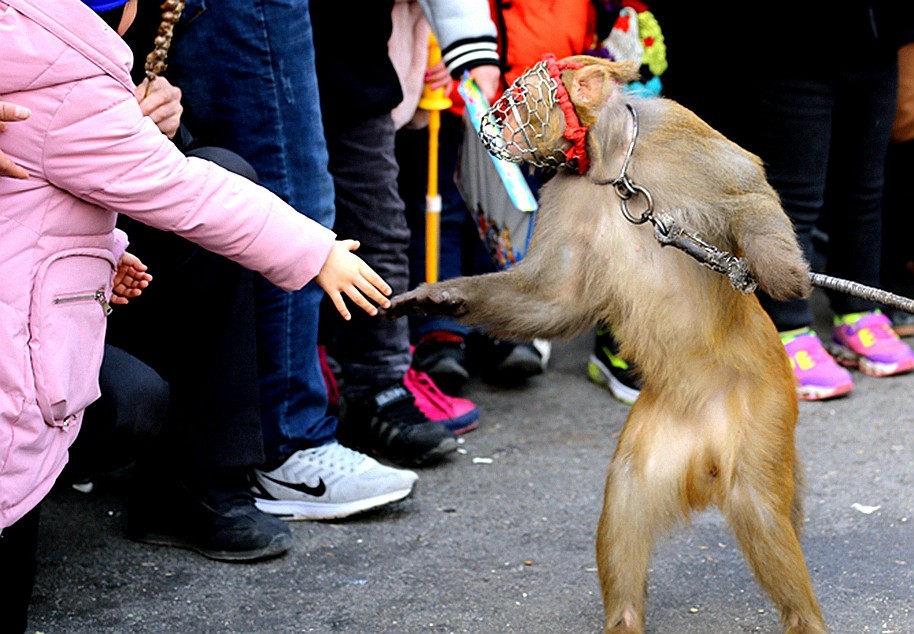 《不老松：纪实摄影》耍猴表演 (1)给钱就握手致谢！不给錢就踢！