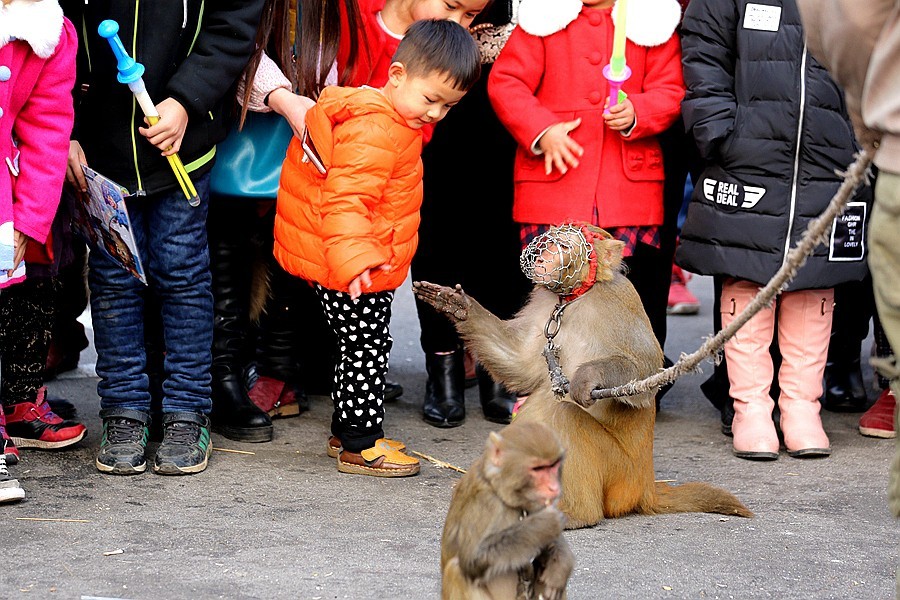 《不老松：纪实摄影》耍猴表演 (1)给钱就握手致谢！不给錢就踢！