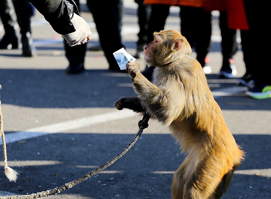 《不老松：纪实摄影》耍猴表演 (1)给钱就握手致谢！不给錢就踢！