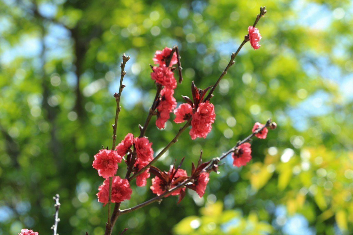 拍摄花卉一（565）