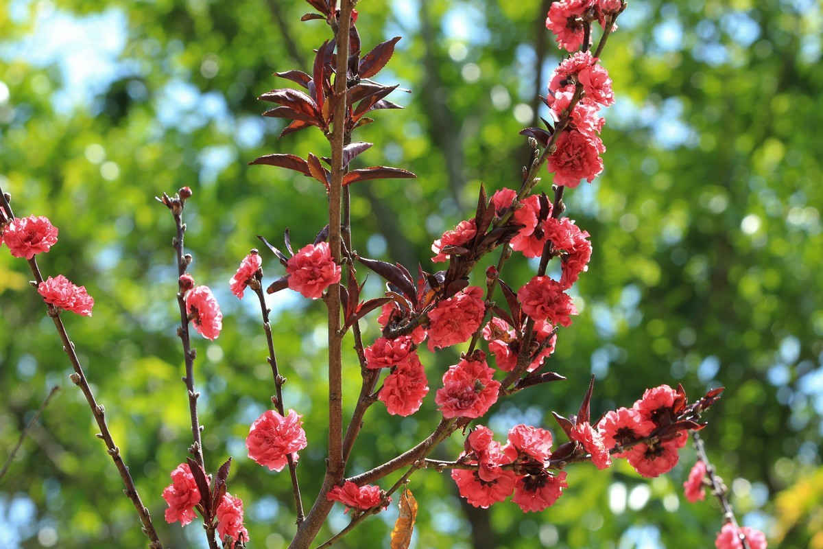 拍摄花卉一（565）