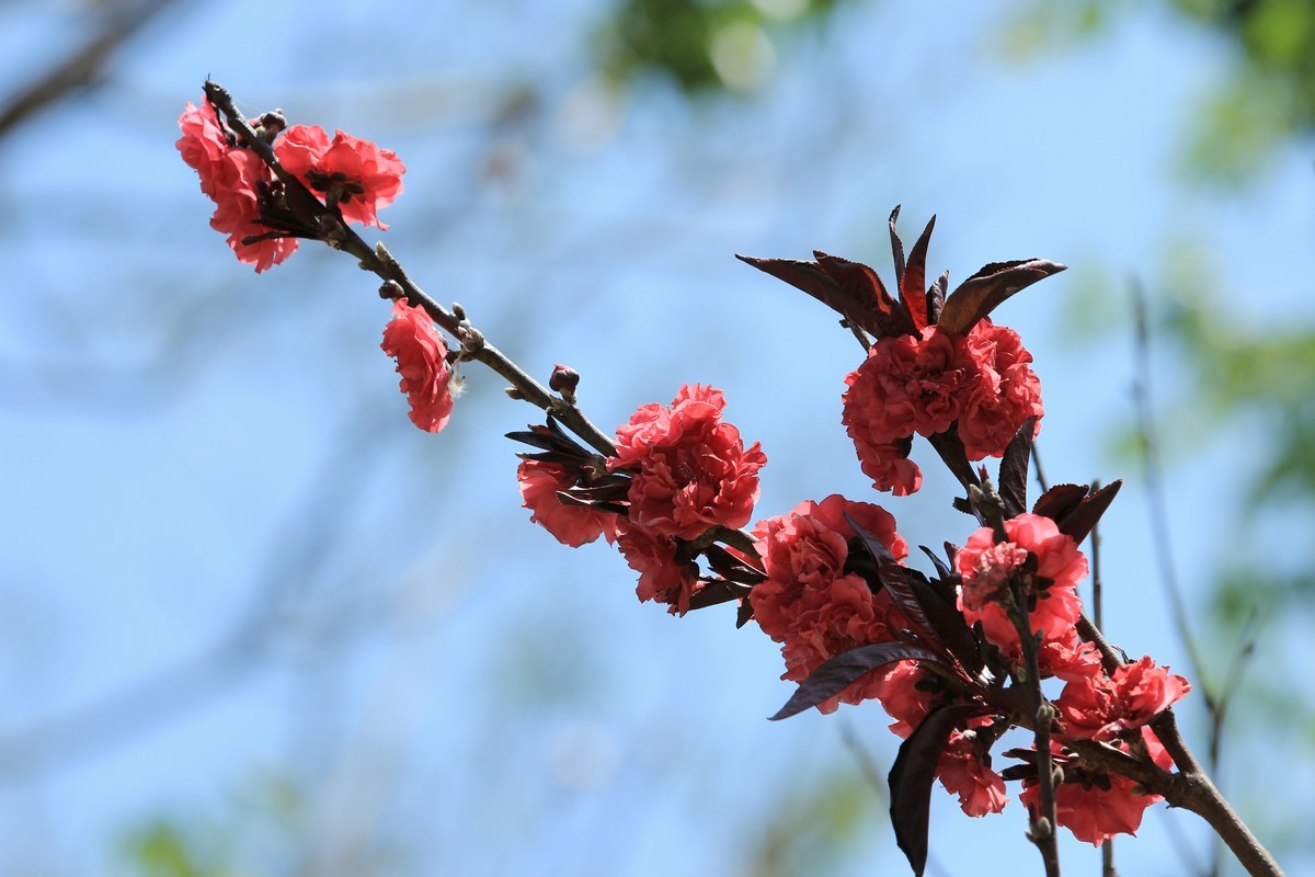 拍摄花卉一（565）