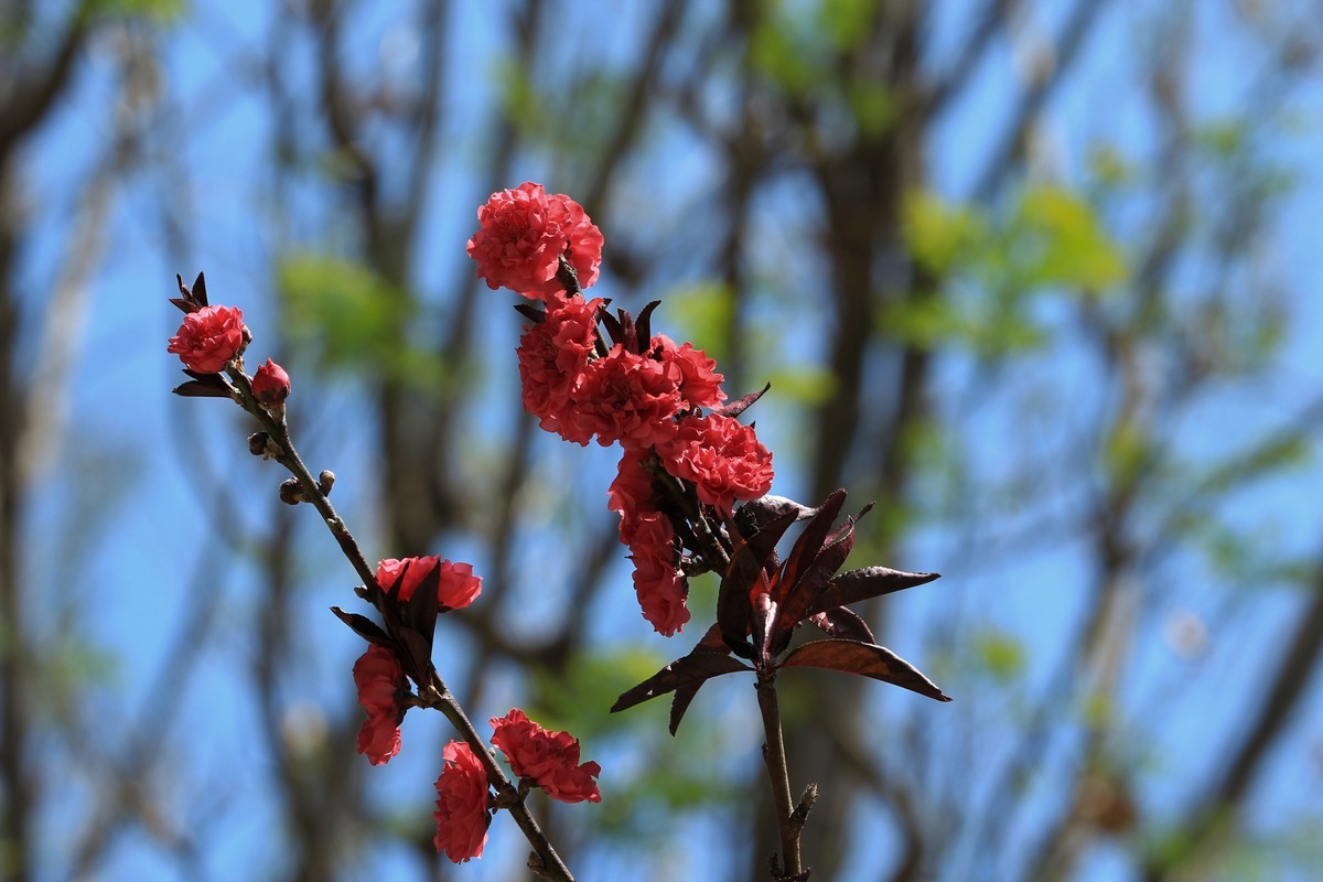 拍摄花卉一（565）
