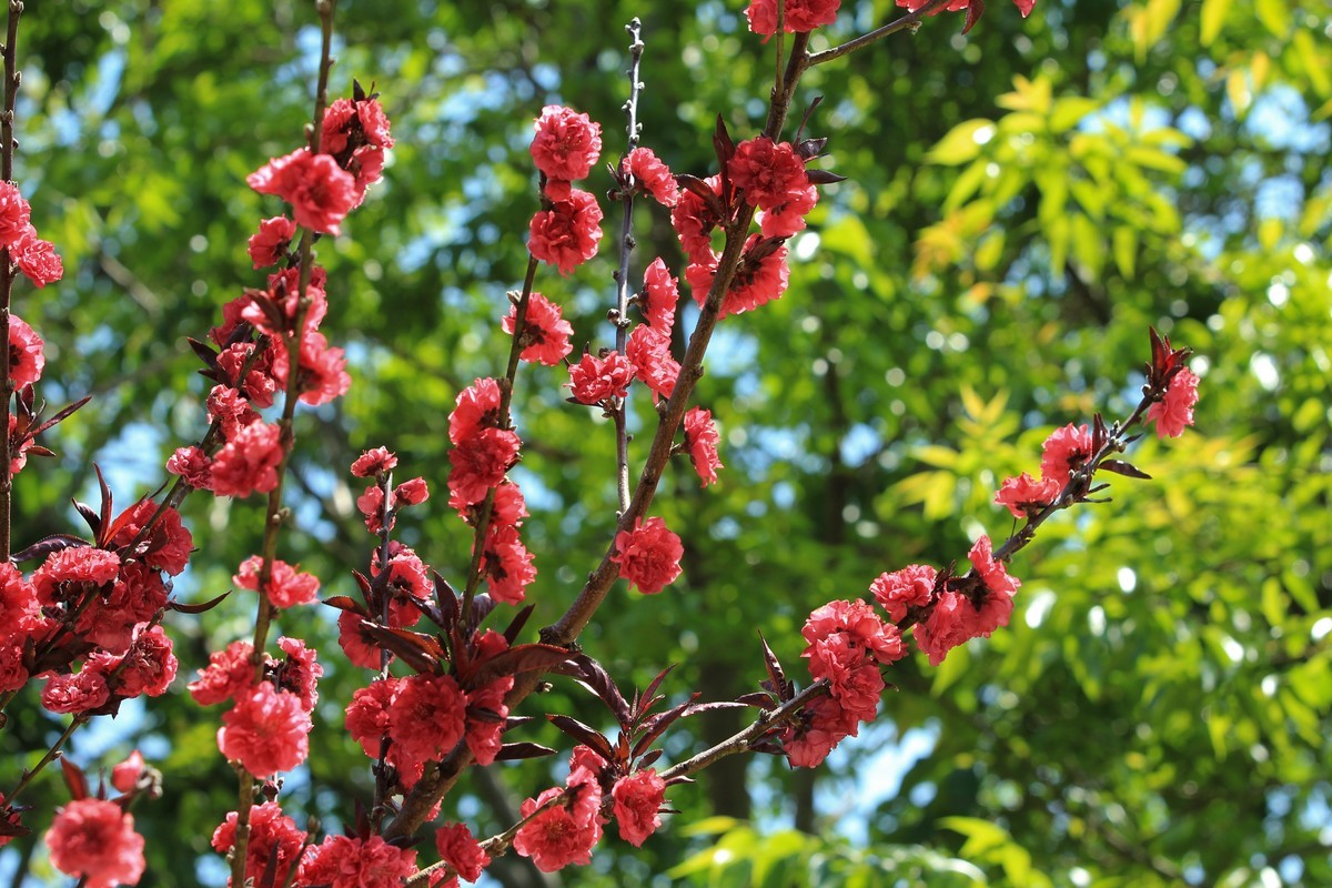 拍摄花卉一（565）