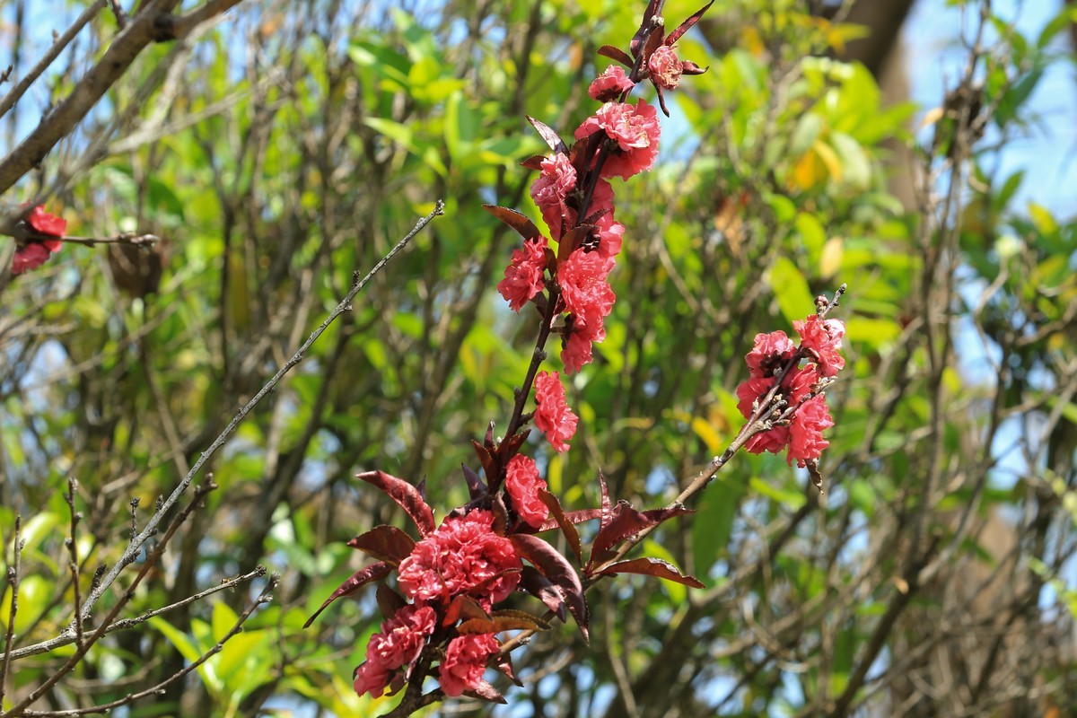 拍摄花卉一（565）