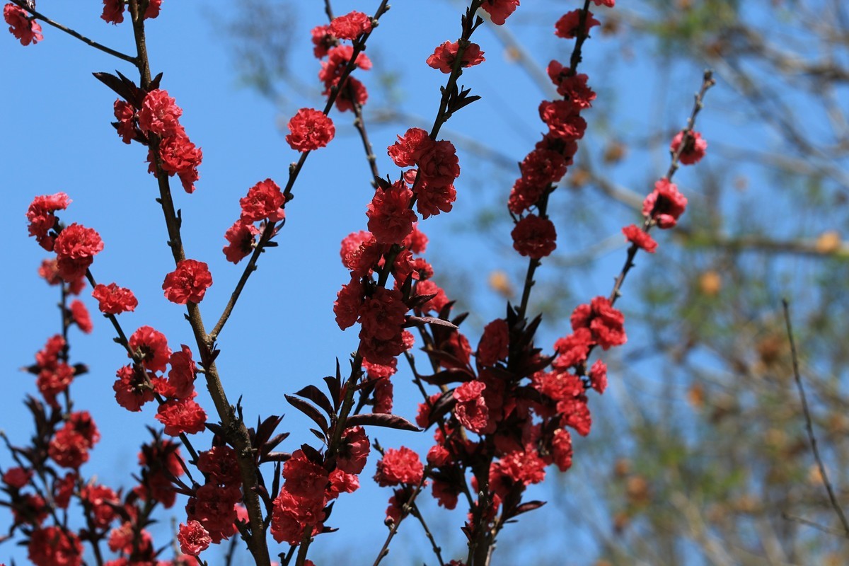 拍摄花卉一（565）