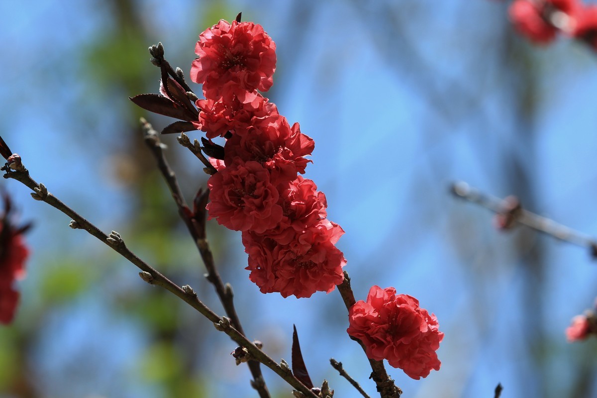 拍摄花卉一（565）