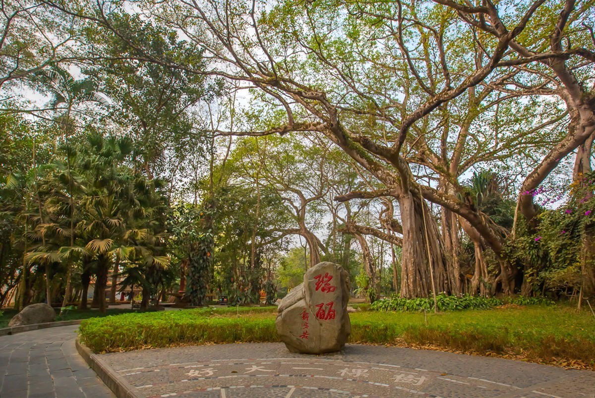 2025-04-03云南瑞丽独树成林（一）