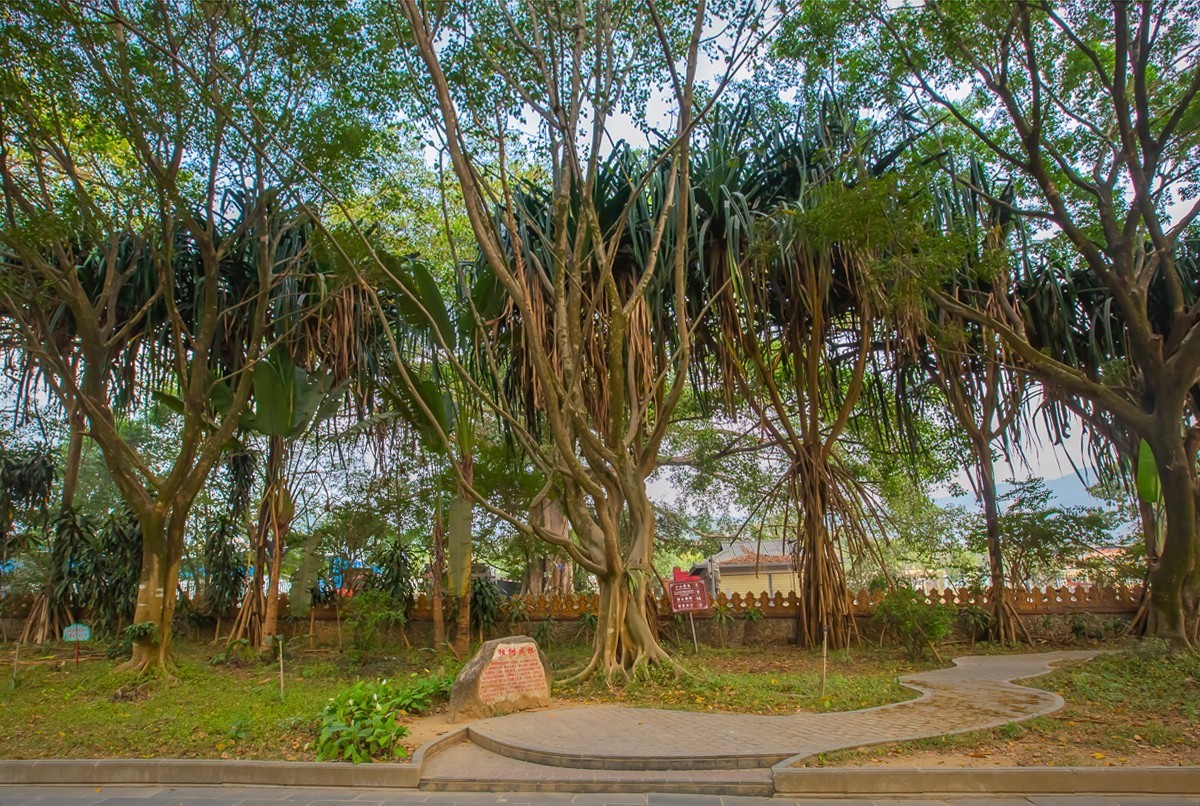 2025-04-03云南瑞丽独树成林（一）