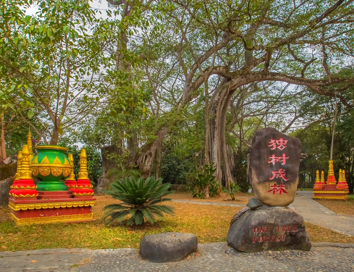 2025-04-03云南瑞丽独树成林（一）