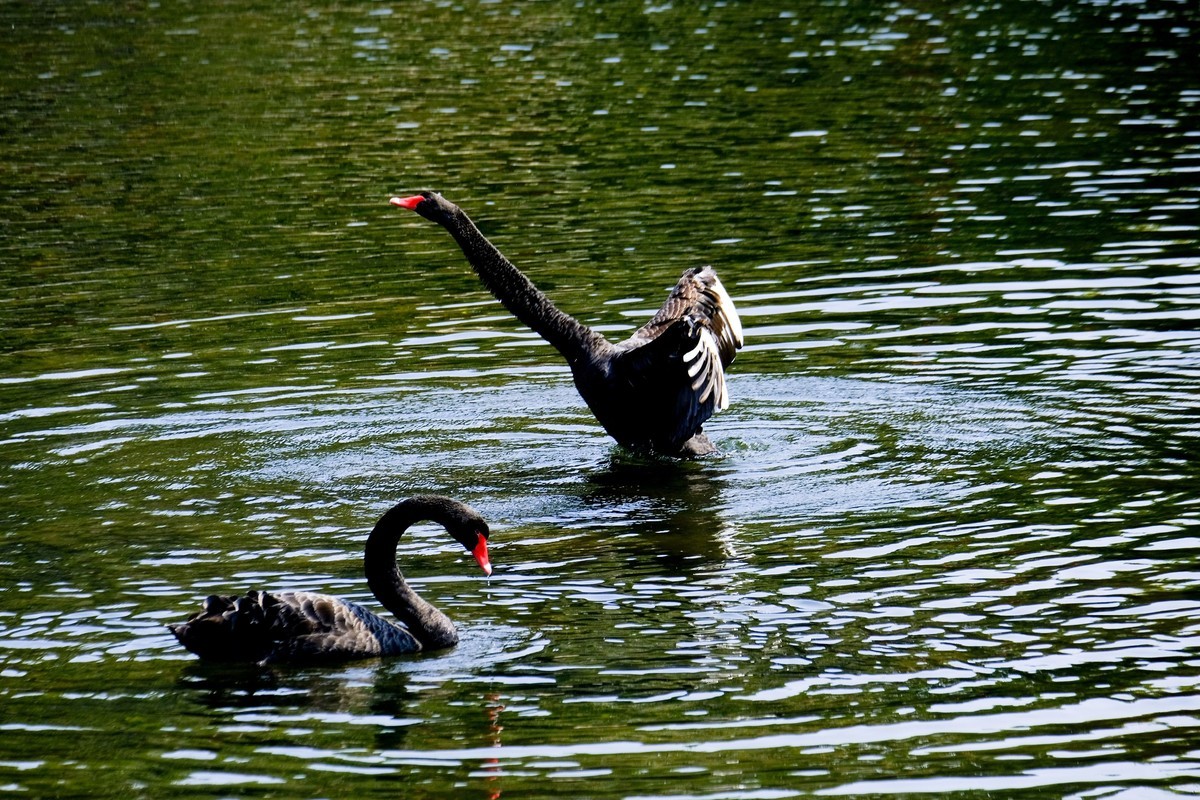 黑天鹅戏水