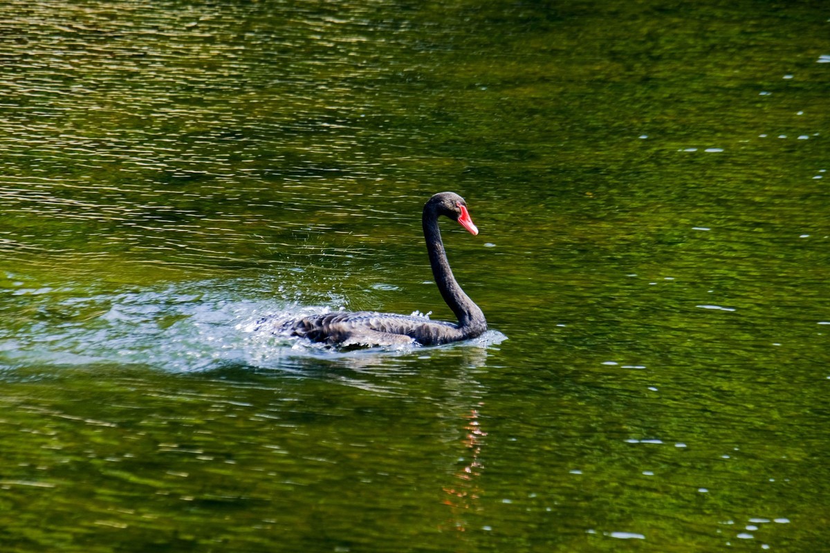 黑天鹅戏水