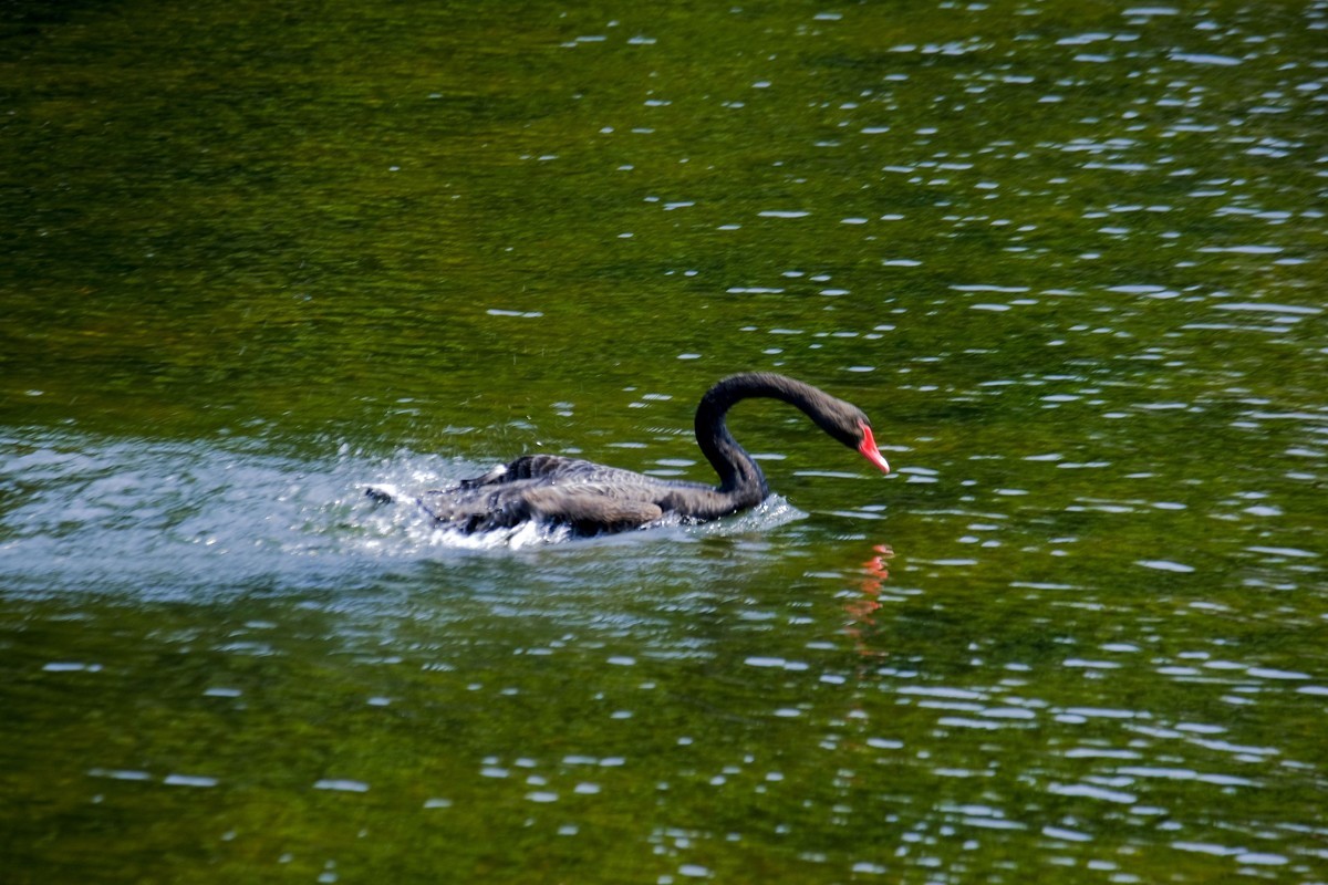 黑天鹅戏水